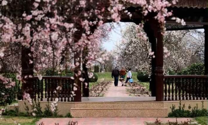 Locals, visitors delight in Badamwari Garden’s almond bloom, welcome spring